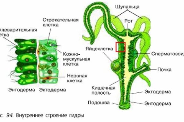 Кракен даркнет ссылка на сайт